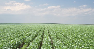 Seguros Agropecuarios